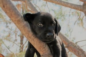 Lab Puppy in a tree