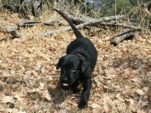 Lab puppy running and playing in leaves
