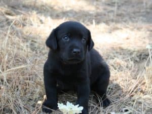Black Lab puppies with flower in pine needles at Sierra Valley Labs