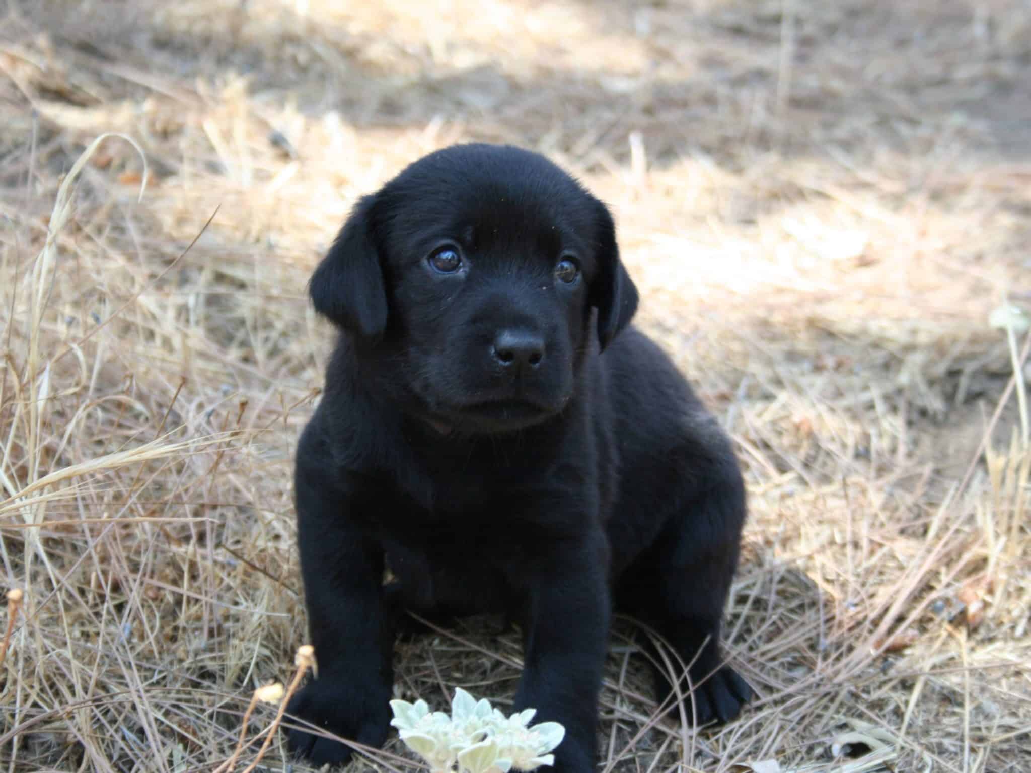 Crate Training - Potty Training your Labrador Puppy 101