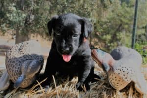 Labrador puppy on hay bale with duck decoys