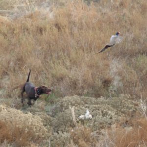 fresno northern California Labrador Retriever hunting flushing pheasants