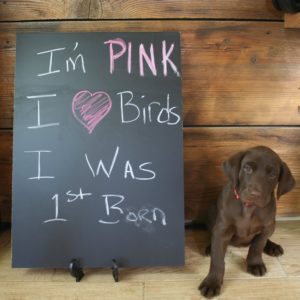 female labrador puppy with chalkboard for sale