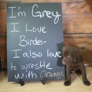 Chocolate Labrador Puppy with chalkboard sign Grey lab puppy