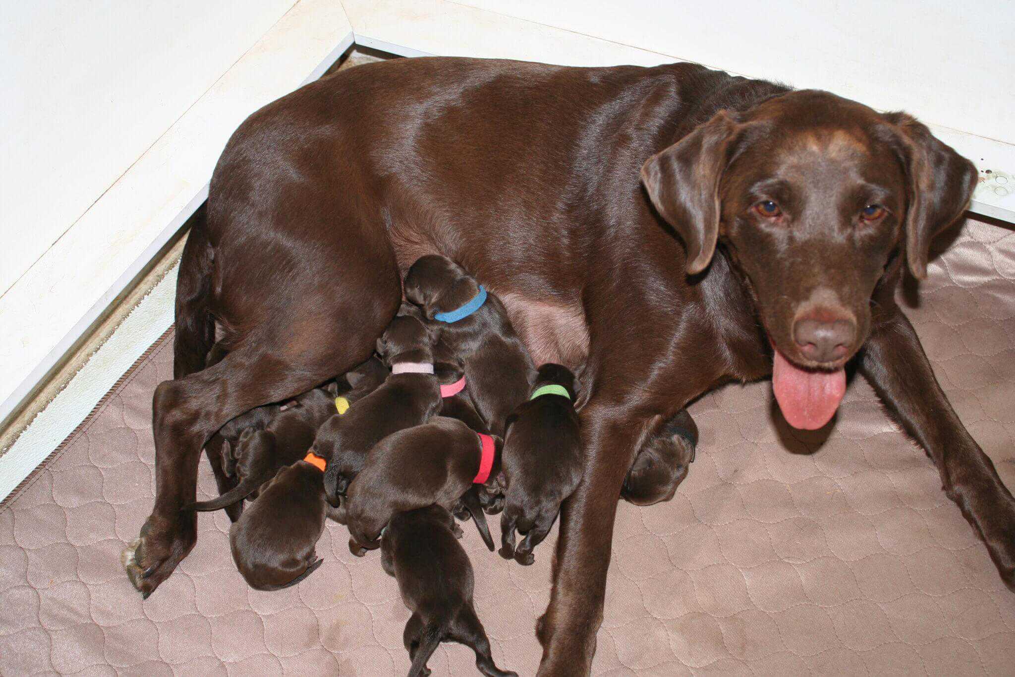Sadie Rose Da Serra with her litter of chocolate Lab puppies