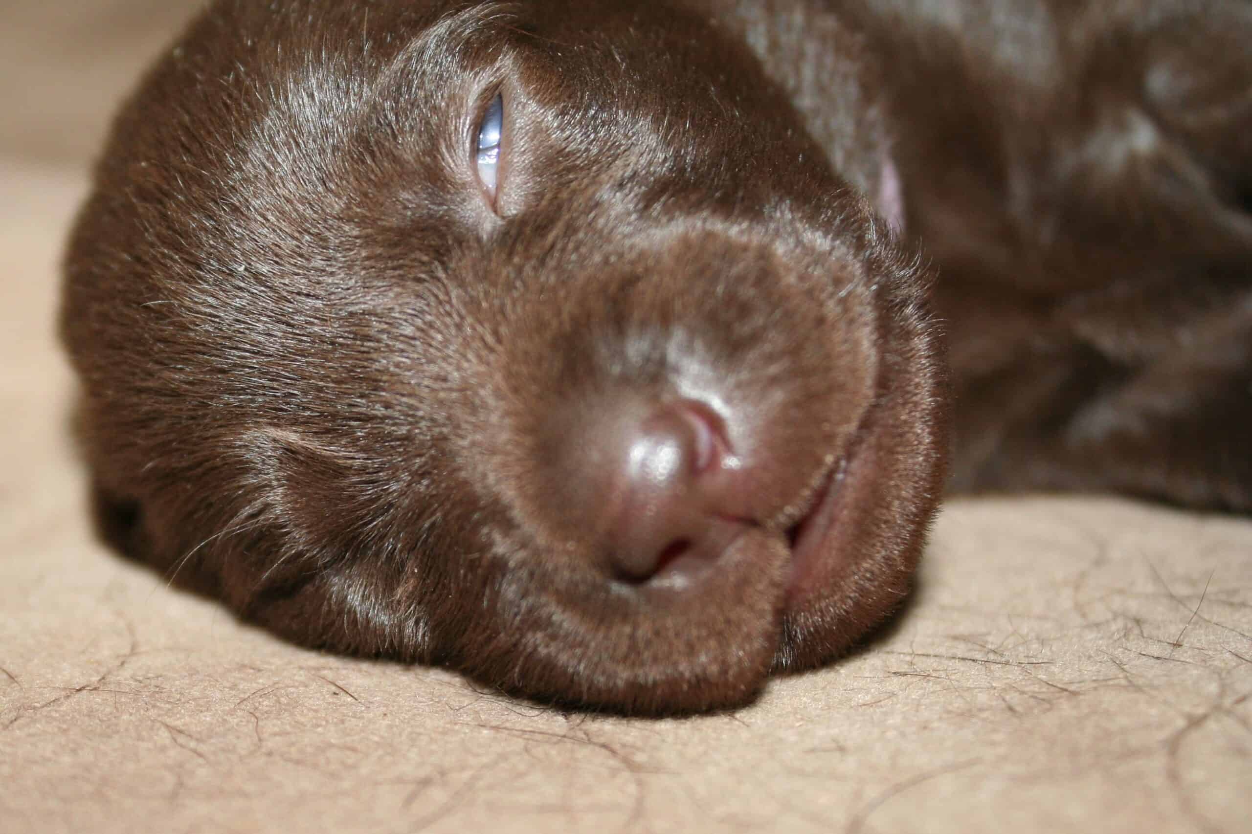 chocolate lab puppy sleeping with one eye open Sierra Valley Labs
