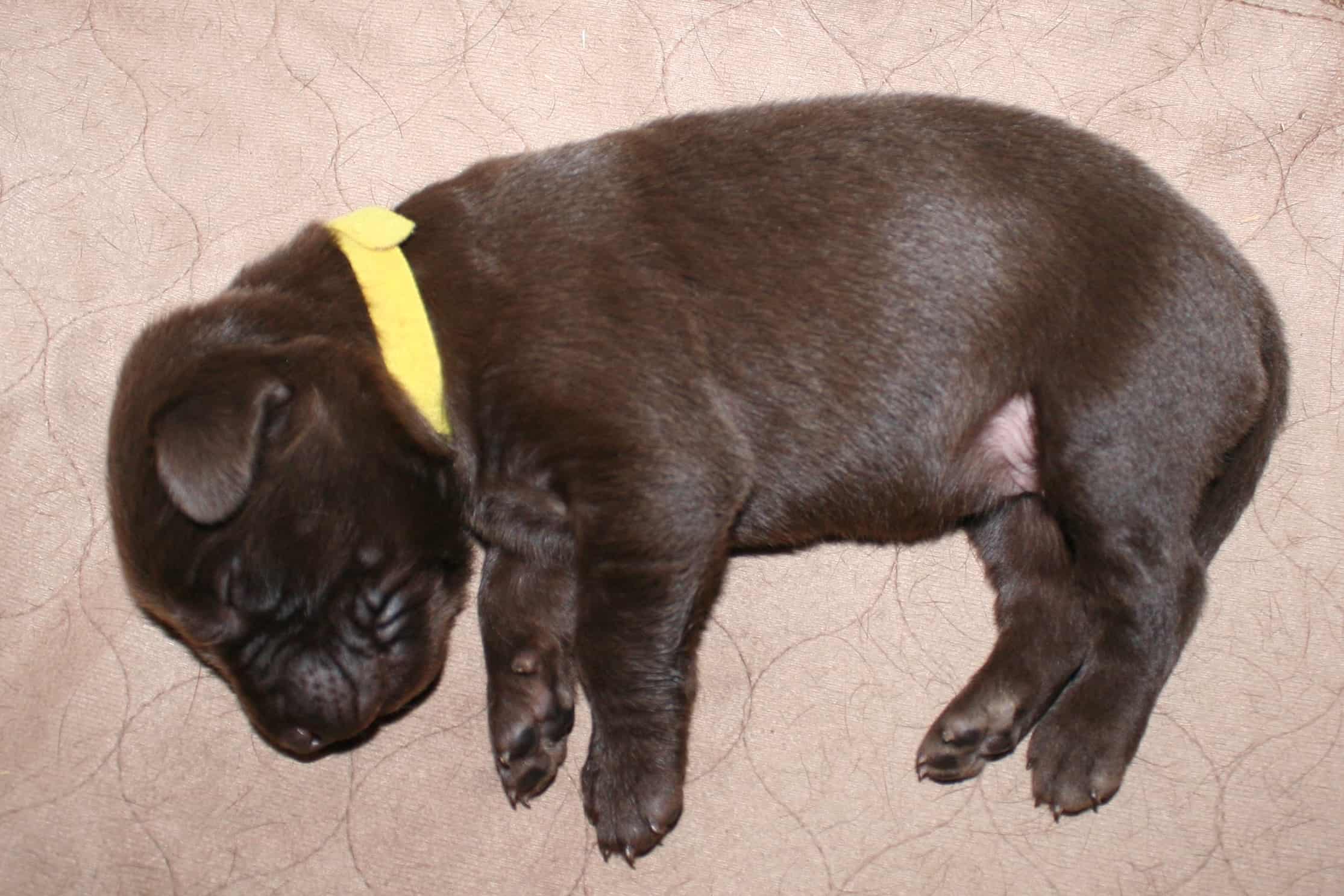 chocolate lab puppy sleeping yellow Sierra Valley Labs