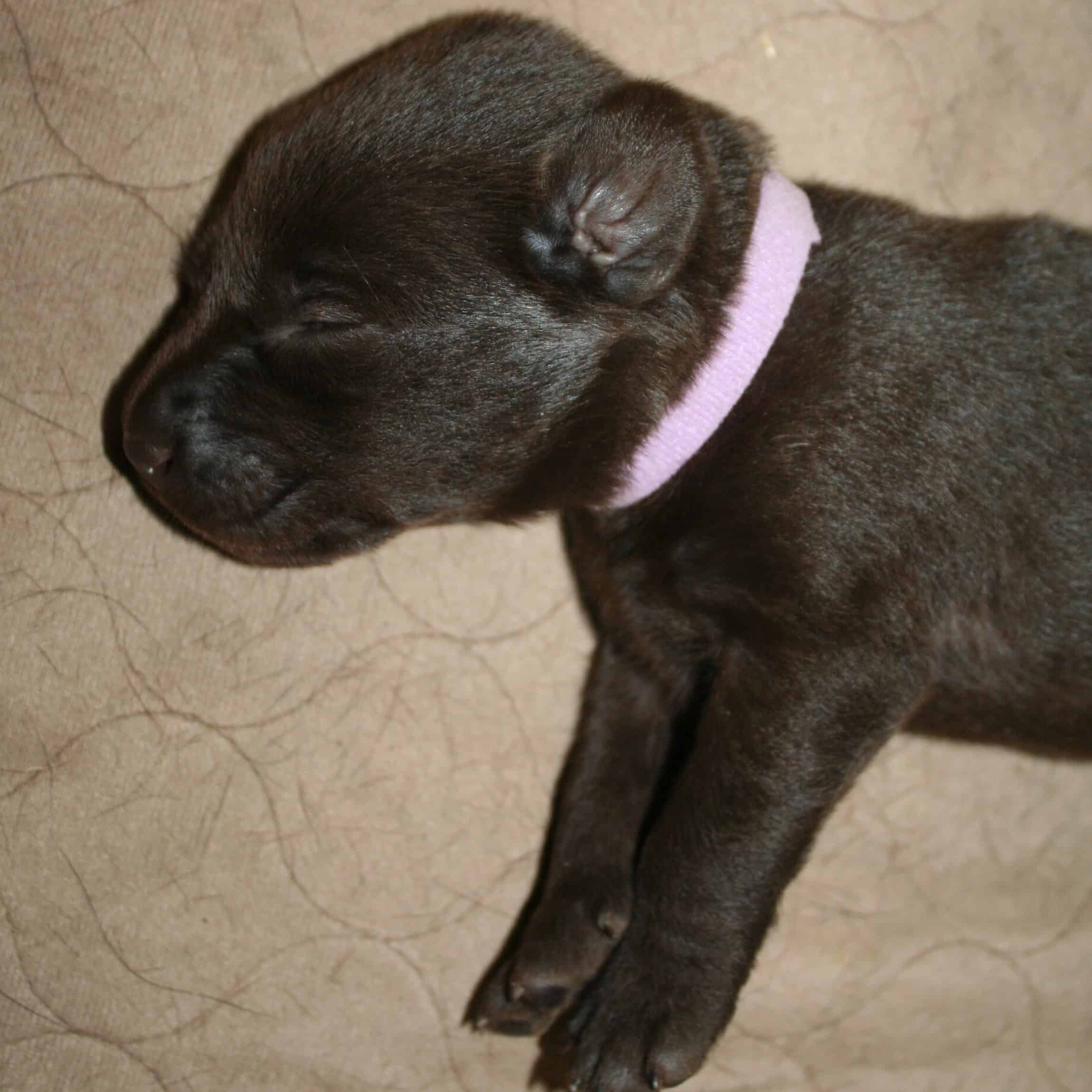 chocolate lab puppy sleeping Sierra Valley Labs