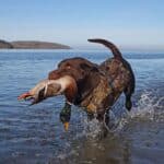 Labrador Chocolate hunting dog retreiving