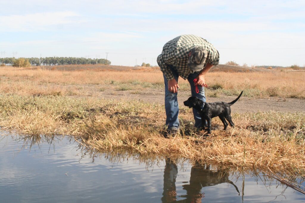 Black lab puppy at Field Trial training day