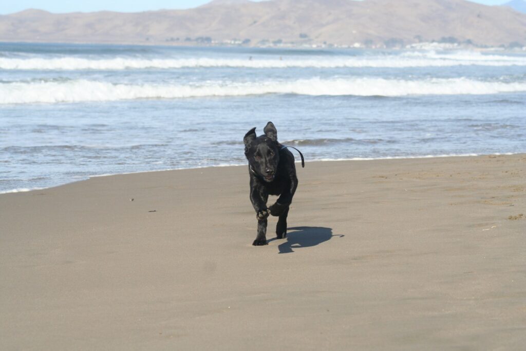black lab puppy at beach