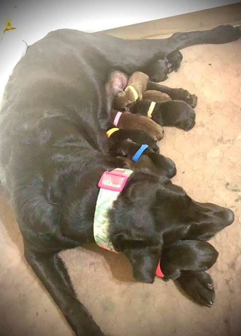 California Labrador Puppy - Champion Pedigree - Litters Available Now